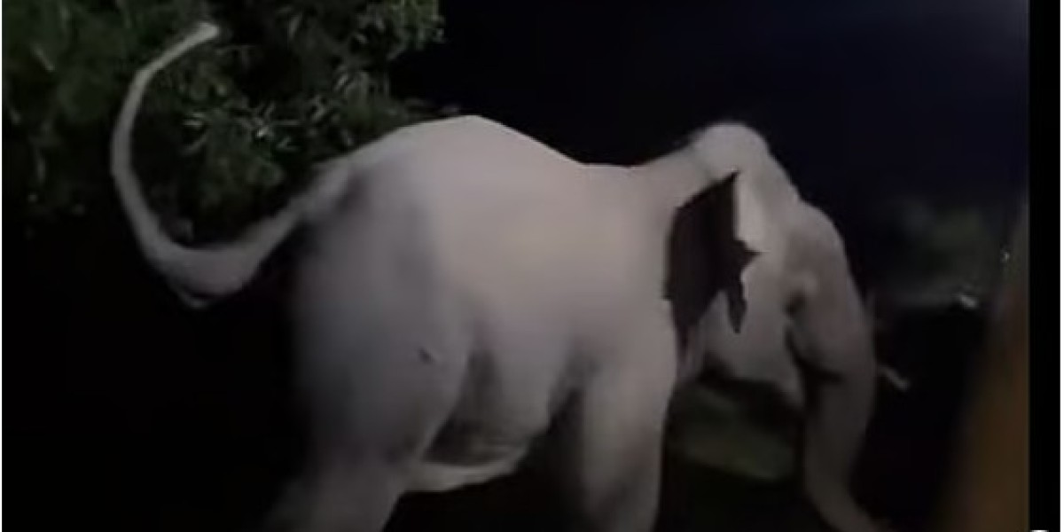 রেললাইনে হাতির পাল, রক্ষা পেল ট্রেনচালকের দক্ষতায়