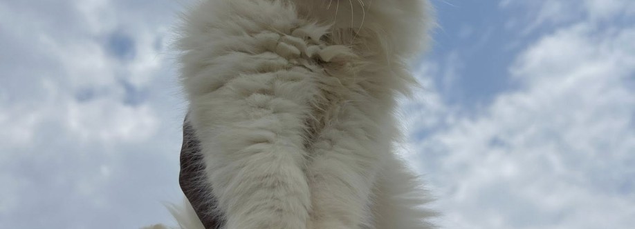 Persian pets ? Cover Image