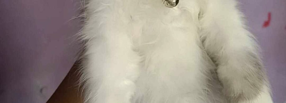 Persian & deshi cat adoption Banglad Cover Image