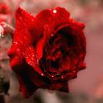Aysa Akter Profile Picture