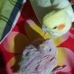 Ar Arafat Profile Picture