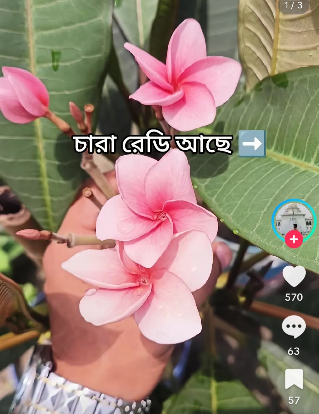 Arian Ahmed Profile Picture