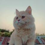 Sajeeb Hossain Profile Picture