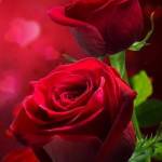 Shohana Khan Profile Picture