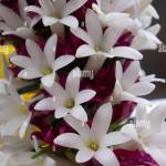 Asif Hasan Profile Picture