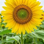 laily Islam Profile Picture